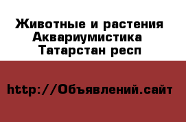 Животные и растения Аквариумистика. Татарстан респ.